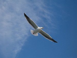 seagull-13430_640