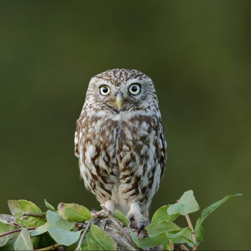The little owl representing Enneatype 5