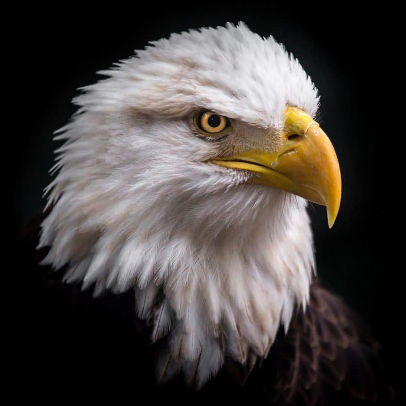 Meet Challenger, a bald eagle whose soaring skills are in high