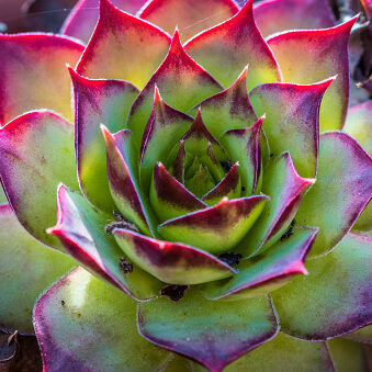 Succulent plant