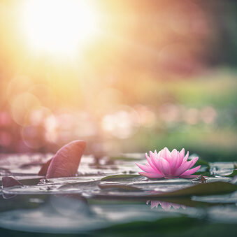 lotus flower in water